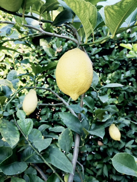 Limoni